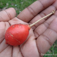 Capparis zeylanica L.